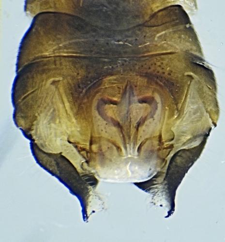 Nemoura cinerea